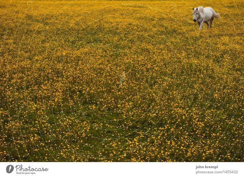 corner horse Flower Blossom Marsh marigold Meadow Scotland Horse 1 Animal Going Kitsch Yellow Happy Joie de vivre (Vitality) Spring fever Safety (feeling of)