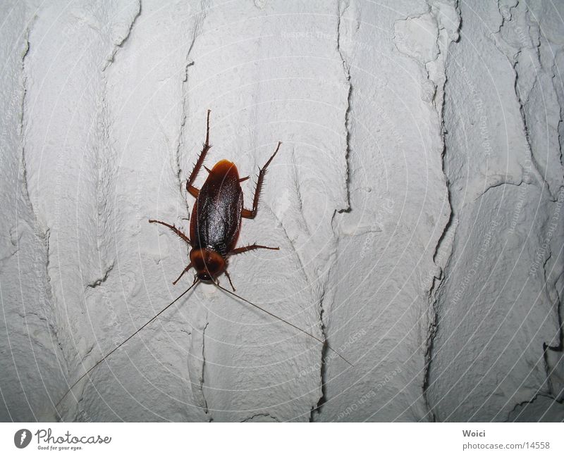 Pets in Venezuela Oriental cockroach Pests Insect Beetle Cuba