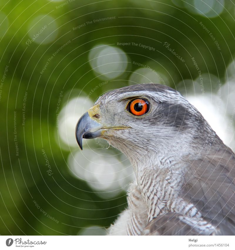 watchful... Environment Nature Animal Summer Wild animal Bird Animal face Goshawk 1 Observe Looking Wait Esthetic Beautiful Uniqueness Natural Gray Green Orange