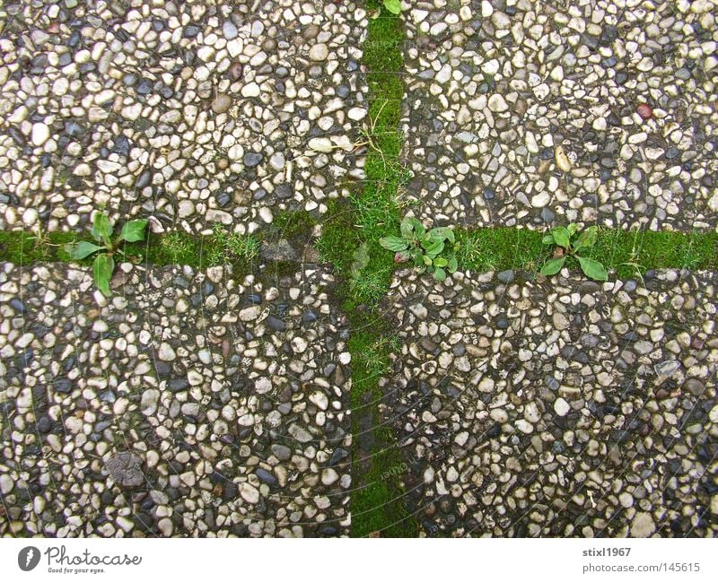 moss cross Moss Grass Green Crucifix Christian cross Concrete Religion and faith Catholicism Gray Pebble Sidewalk Things