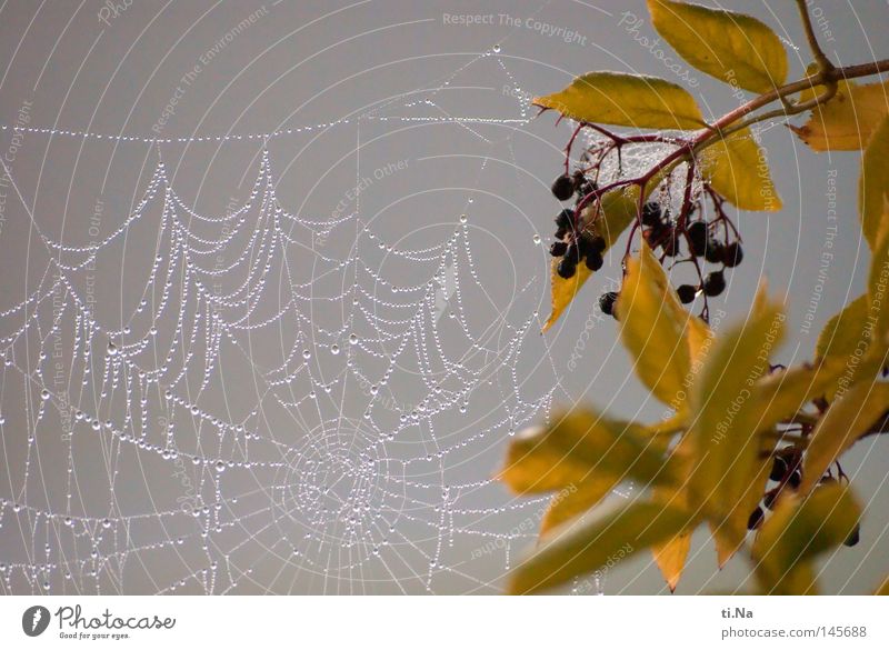 fog net Water Drops of water Autumn Fog Leaf Cold Gray Spider's web Lilac Elder Dew Cobwebby Close-up Macro (Extreme close-up) Morning Dawn