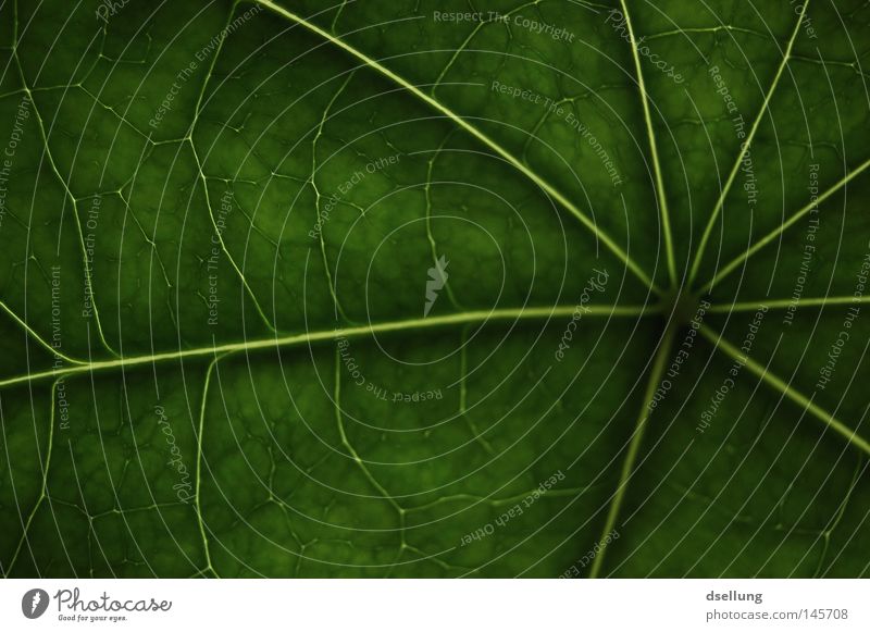 green leaf with strong structures Green Leaf Photosynthesis Glittering Vessel Hope Juice Ecological Pattern Dark Highway Radial Tunnel Golden section Modern