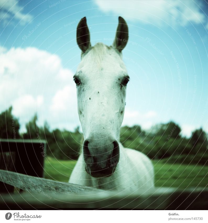 Hottehü Horse White Gray (horse) Green Tree Nostrils Animal Barn Fence Fold Meadow Grass Pointed Lomography Medium format Roll film Summer Clouds Pet Looking