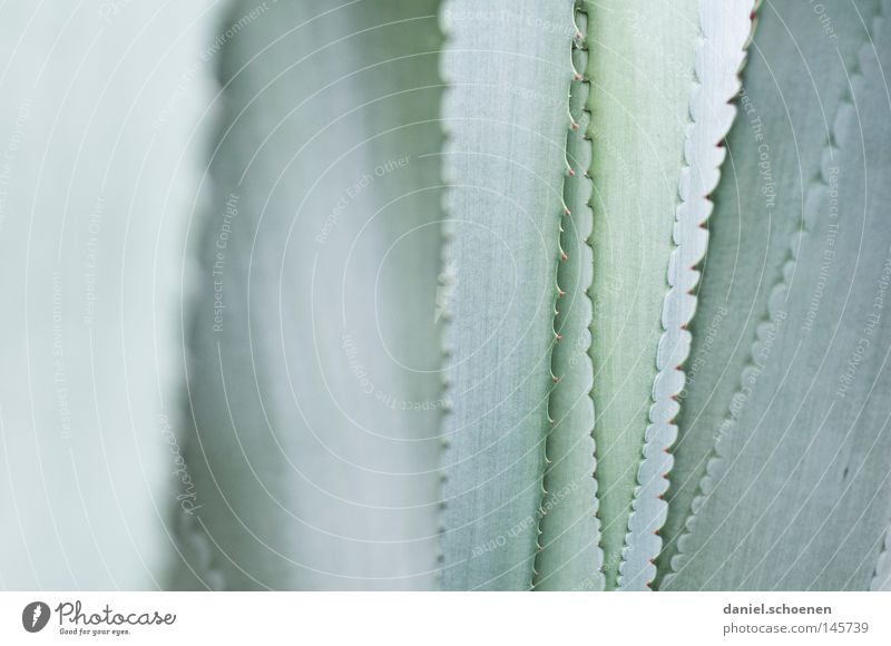 abstract agave Structures and shapes Colour Gray Green Thorn Abstract Background picture Macro (Extreme close-up) Detail Agave Cactus Close-up Desert
