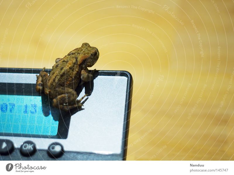 outlook Telephone Animal Frog Sit Amphibian Corner Quack Common toad Colour photo Copy Space right Copy Space top Full-length Display Exceptional Interior shot