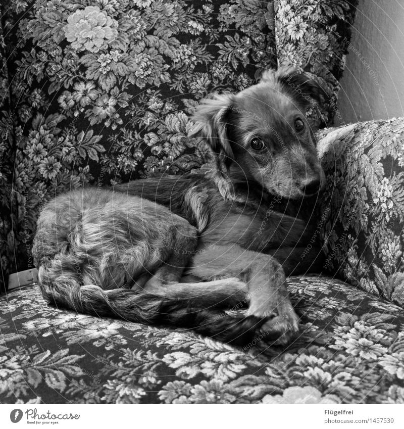 You did? Animal Pet Dog 1 Lie Cozy Armchair Sofa Looking Paw Pelt Flowery pattern Observe Ear Puppy Beautiful Smiling Contentment Black & white photo