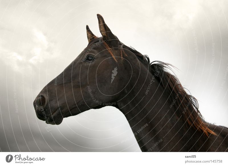 breakup Horse Black Clouds Dark Mammal young horse Sky Freedom Pasture Thunder and lightning Black horse
