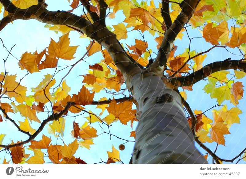 Autumn 4 Tree Leaf Perspective Colour American Sycamore Branchage Twigs and branches Tree trunk Seasons Yellow Orange Brown Green Blue Cyan Sky