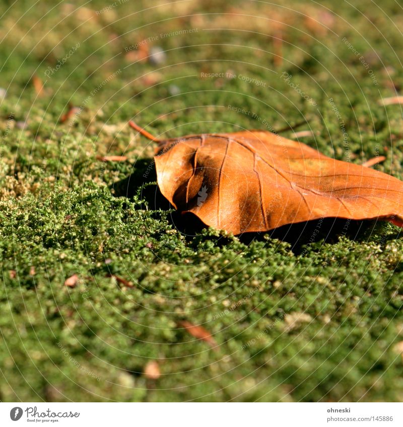 leaf on moss Blur Autumn Moss Leaf Brown Green Transience To go for a walk September Fallen Seasons