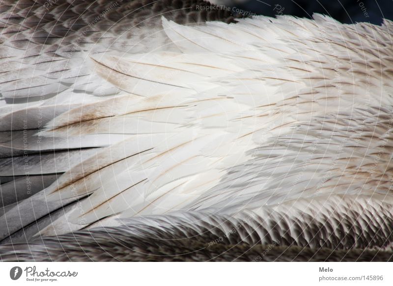 when she flies... SECOND Feather Pelican Detail Animal Bird