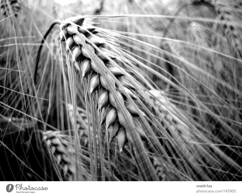 By my ear Ear of corn Meadow Oats Plant Black White Macro (Extreme close-up) Grain Black & white photo