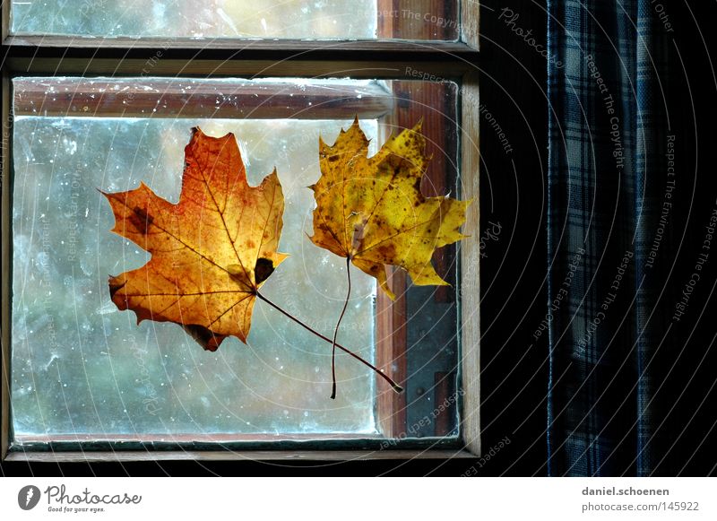 Autumn 5 Leaf Window Light Decoration Window pane Colour Seasons Living or residing Living room Detail