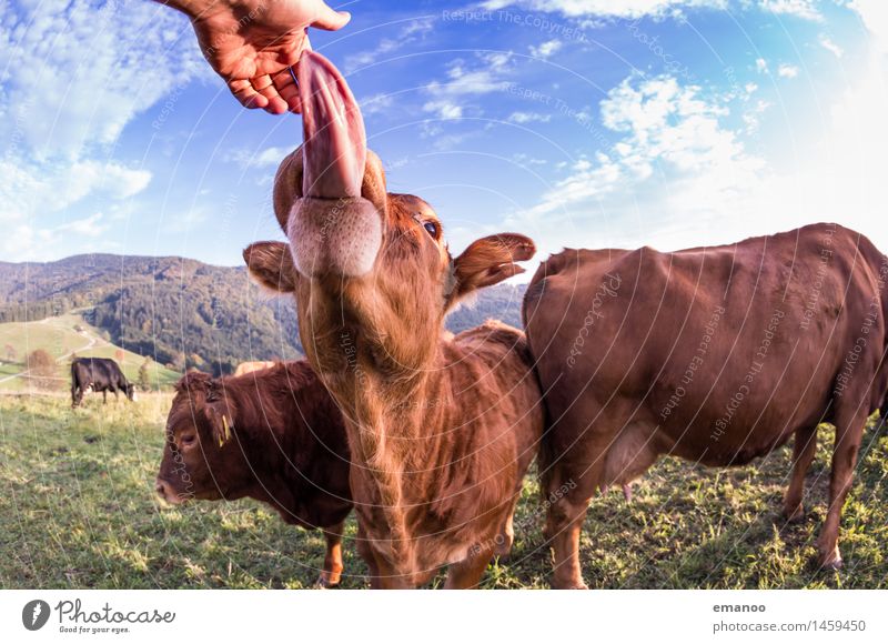 tongue catcher Vacation & Travel Mountain Hiking Agriculture Forestry Nature Landscape Grass Field Hill Alps Animal Farm animal Cow Animal face 4 Herd Touch