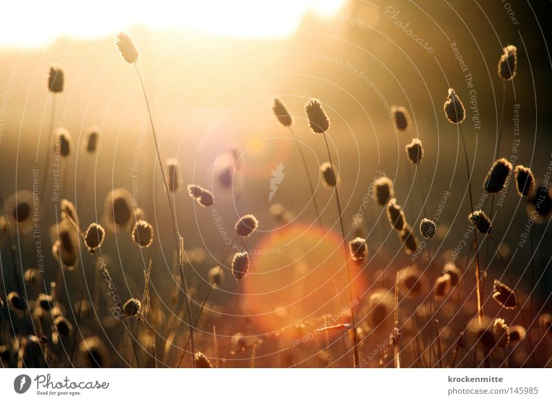 Dance in the sun Blade of grass Grass Agriculture Working in the fields Provision Appetite Italy Seed Seed head Yellow Gold Morning Grain Sun Sunlight