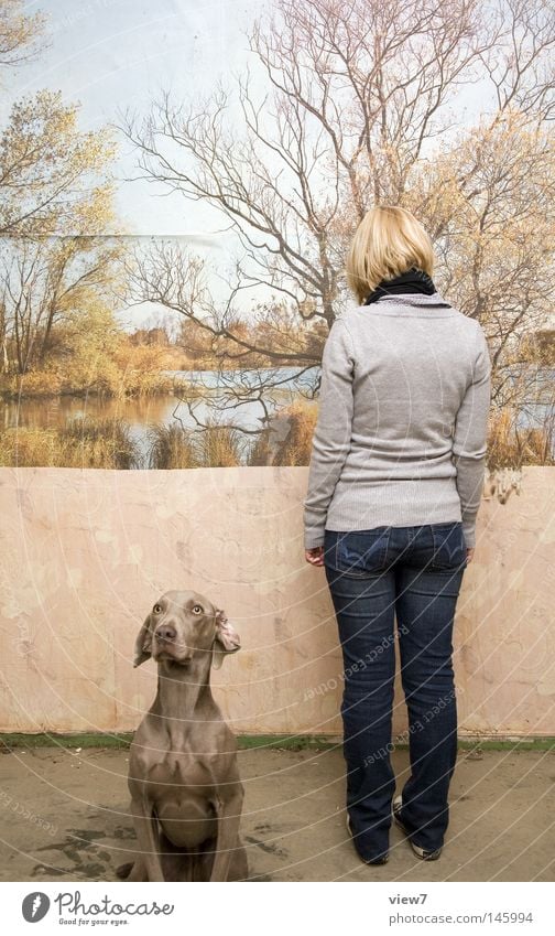 matter of opinion Dog Looking Museum Exhibition Audience Photography Painting and drawing (object) Poster Image Perspective Things Puppy Weimaraner Watchfulness