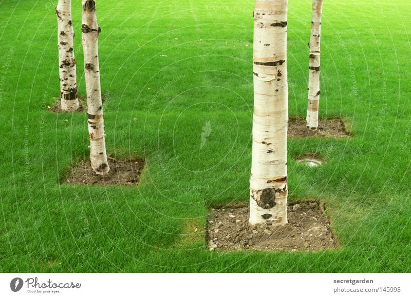 It's not getting greener, man! England Green Birch tree Tree Room White Square Conquer Arrangement Bans Playing Childless Park Great Britain Open Summer Spring