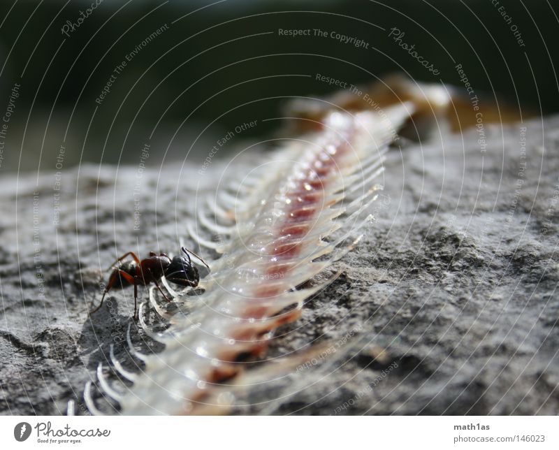 Ant eats whale Fish bone - a Royalty Free Stock Photo from Photocase