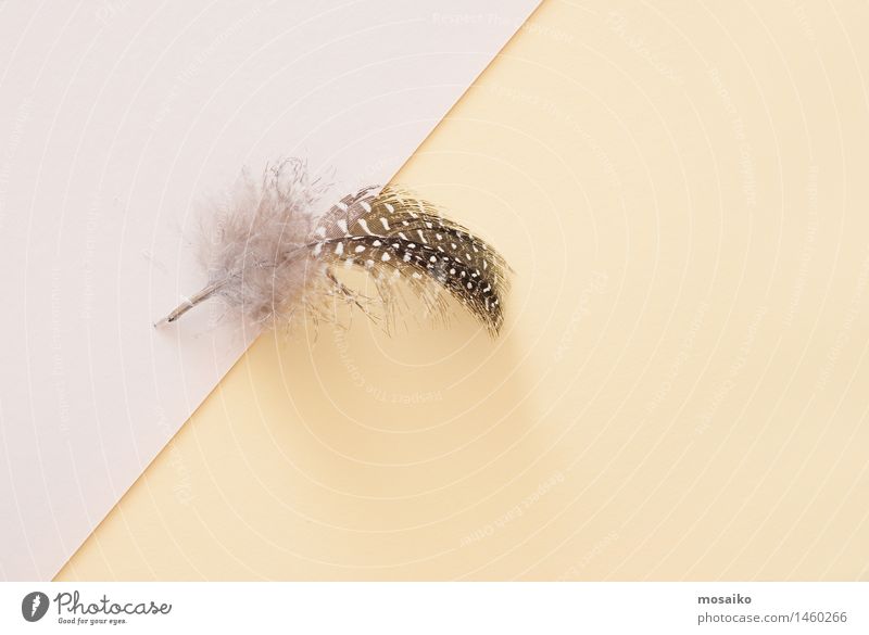 brown feather on bright paper background Elegant Style Design Wellness Life Well-being Senses Relaxation Calm Meditation Contentment Feather Flying Soft Fragile