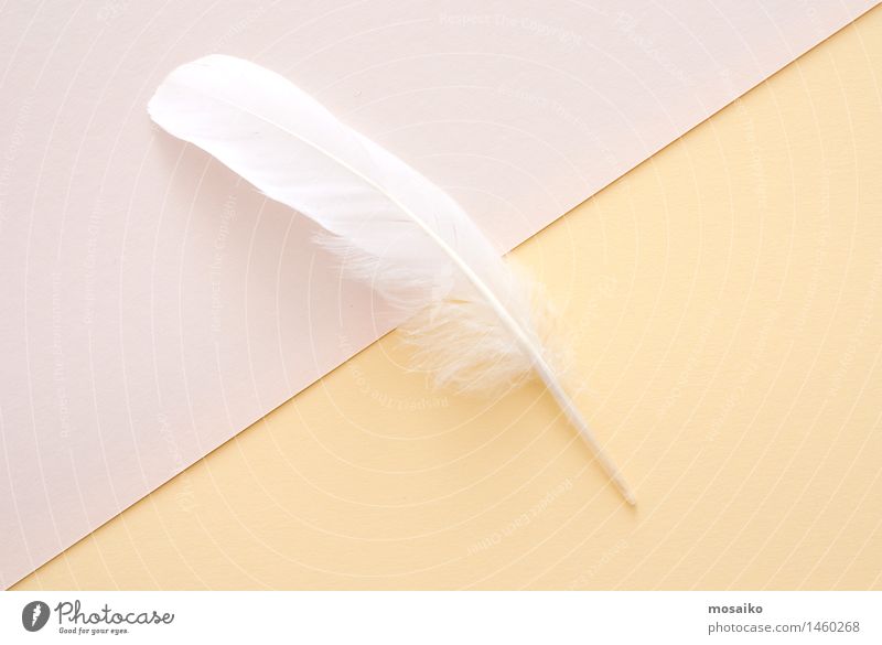 white feather on bright paper background Elegant Design Painter Sleep Write Serene Calm Dream Contentment Uniqueness Relaxation Peace Inspiration Pure Feminine