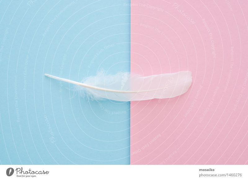 white feather on blue and pink background Lifestyle Luxury Elegant Style Design Wellness Harmonious Well-being Senses Relaxation Calm Meditation Spa Massage