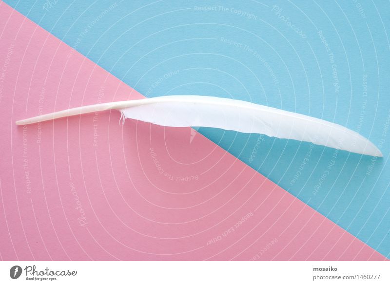 white feather on blue and pink paper background - a Royalty Free