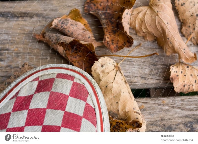autumn foliage Leaf Delivery truck Checkered Wood Bench Stand Red Multicoloured White Brown Autumn Macro (Extreme close-up) Close-up Beautiful gravely Autumnal