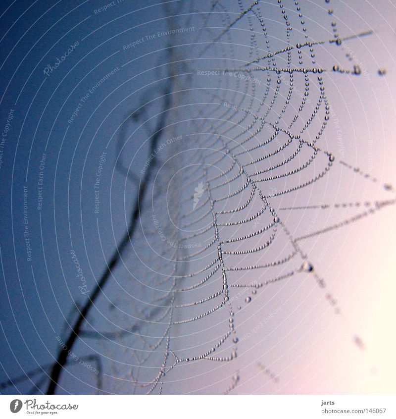 ...network... Spider's web Net Autumn Sky Sunrise Drop Drops of water Dew Indian Summer Network jarts