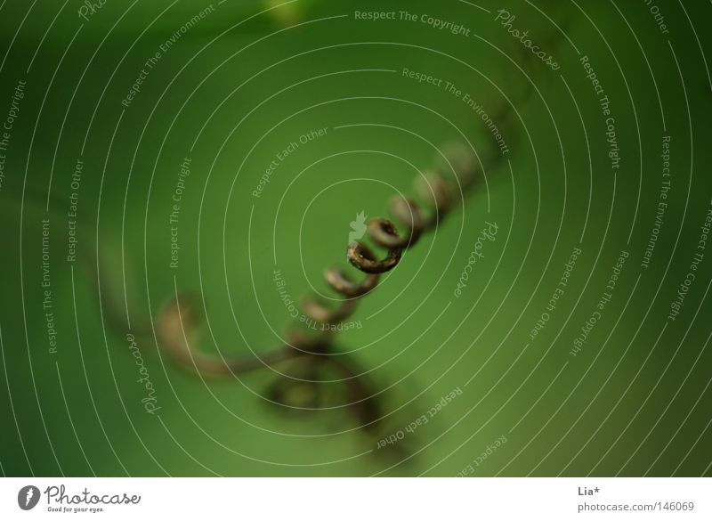 natural Nature Plant Grass Growth Green Maturing time Striped Spiral Blade of grass Unclear Rotated Focal point Focus on Fine Depth of field Curlicue