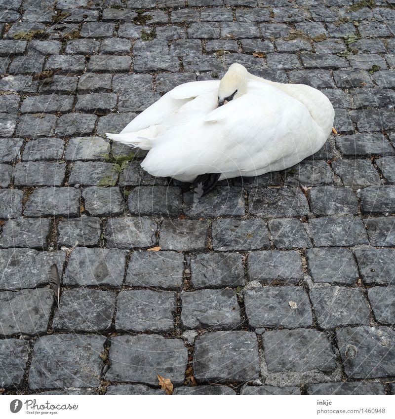hibernation Autumn Winter Climate Bad weather Deserted Places Cobblestones Wild animal Swan 1 Animal Stone Freeze Crouch Sleep Cold Gray White Town Colour photo
