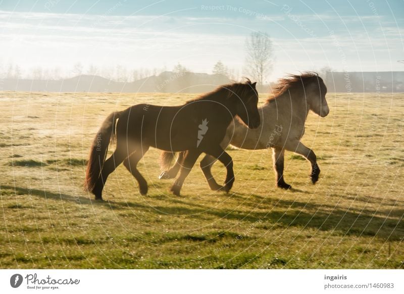 Natural oil Nature Landscape Sky Clouds Horizon Autumn Winter Fog Field Pasture Animal Horse Iceland Pony 2 Walking Jump Romp Free Friendliness Wild Blue Yellow