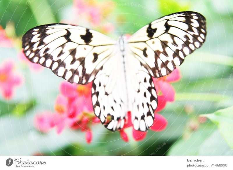 White as snow, black as ebony Nature Plant Animal Spring Summer Beautiful weather Flower Leaf Blossom Garden Park Meadow Wild animal Butterfly Wing 1 Relaxation