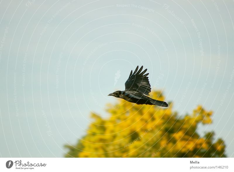 The Master calls Crow Raven birds Carrion crow Flying Autumn Tree Leaf Treetop Sky Blue Yellow Green Black Novella Fairy tale Literature Bird Aviation krabat
