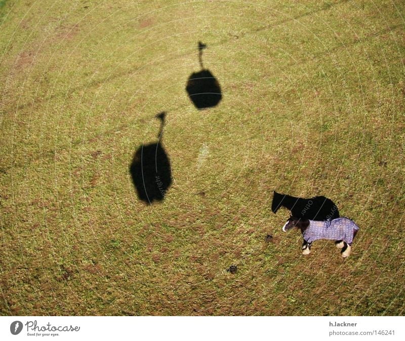 lonely horse Horse Shadow Meadow Green Lawn Mammal Shadow play Individual 1 Willow-tree Gondola Bird's-eye view Horse blanket Silhouette