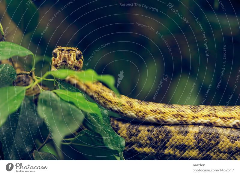 another snake Animal Snake Scales 1 Observe Lie Brown Yellow Green ficus Looking Colour photo Close-up Deserted Copy Space right Copy Space top Day