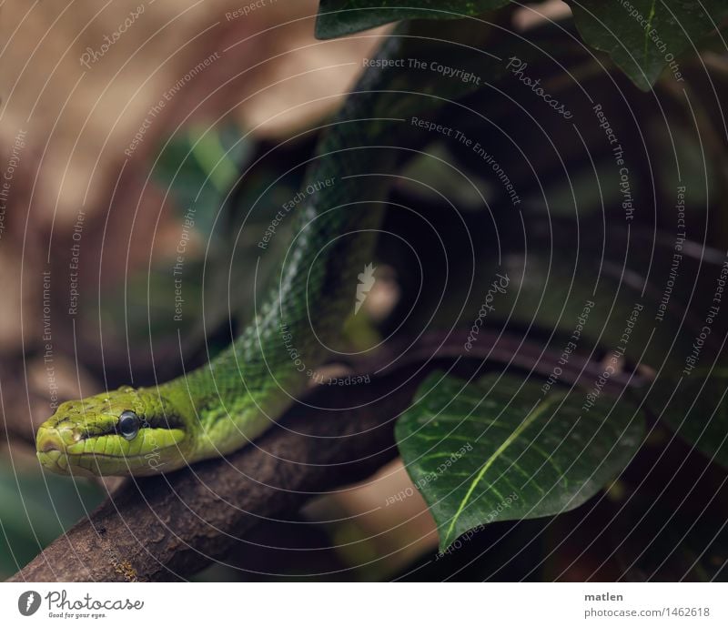 Eye of Poisonous Snake Framed by Green Scales Close-up, Eye of a Animal  Reptilia Stock Illustration - Illustration of design, closeup: 269033936