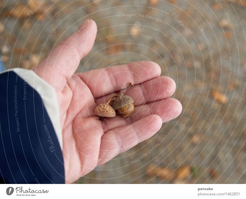 Give me some nuts! Hand Nature Elements Earth Autumn Authentic Good Dry Nut Acorn Leaf Sand Food Winter stock Colour photo Exterior shot Close-up Detail