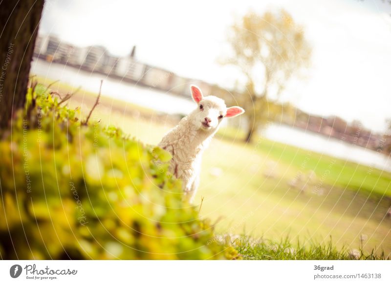 Look Look Nature Landscape Grass Meadow River bank Town Animal Farm animal Pelt Sheep Lamb 1 Baby animal Stand Brash Happiness Happy Cuddly Small Natural Crazy