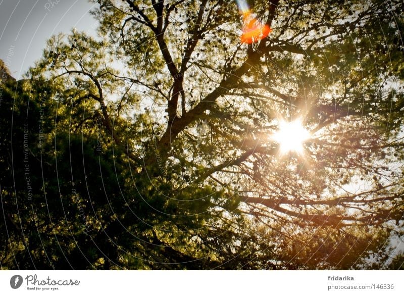 when the sun shines Life Relaxation Summer Sun Nature Stars Weather Warmth Tree Leaf Hot Bright Emotions Energy Branchage Twigs and branches Flashy