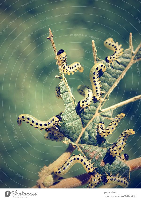 all you can eat Nature Summer Tree Leaf Animal Group of animals Movement Eating Crawl Threat Small Delicious Juicy Speed Life Caterpillar Insect To feed Green