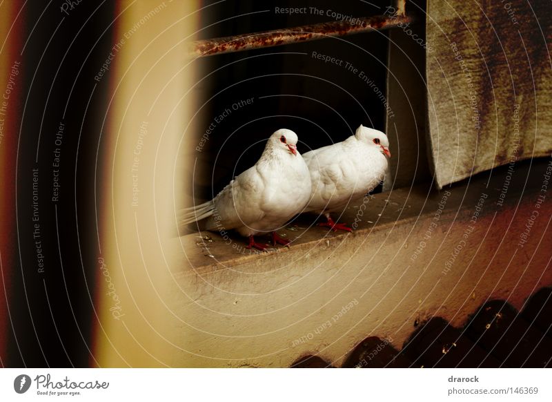 Doves in the balcony Lomography Animal Balcony Bird Pigeon Wing Peace Feather dove lomo pigeon birds drarock