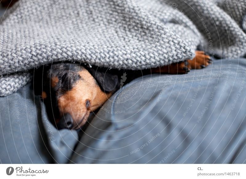 sleep late Living or residing Flat (apartment) Sofa Animal Pet Dog Animal face Paw Dachshund 1 Blanket Relaxation Lie Sleep Cute Brown Gray Contentment