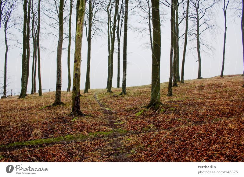 Book Search Beech tree Forest Tree trunk Wood Forestry Lumber industry Hiking Footpath Cliff Baltic Sea Autumn Winter Off-Season Lanes & trails Fence