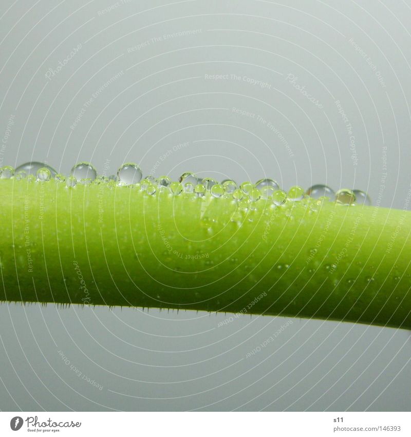 Drop with stem Drops of water Flower Blossom Plant Growth Tulip Green Rain Spring Curved Glittering Wet Transparent Stalk Macro (Extreme close-up) Close-up