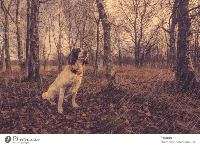 Dog Sitting In The Forest At Autumn A Royalty Free Stock Photo From Photocase