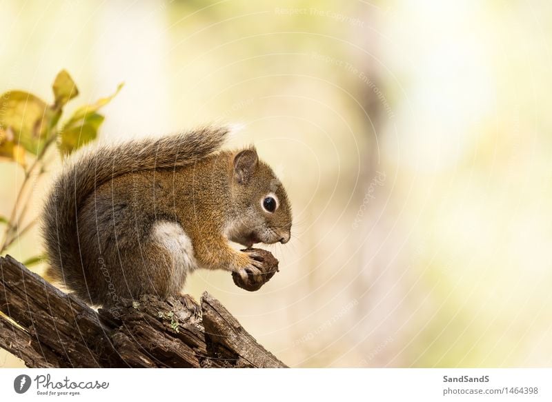 American red squirrel Nature Animal Autumn Forest Wild animal Animal face 1 Beautiful Cuddly Funny Cute Brown Yellow USA Grand Teton national park Squirrel Red