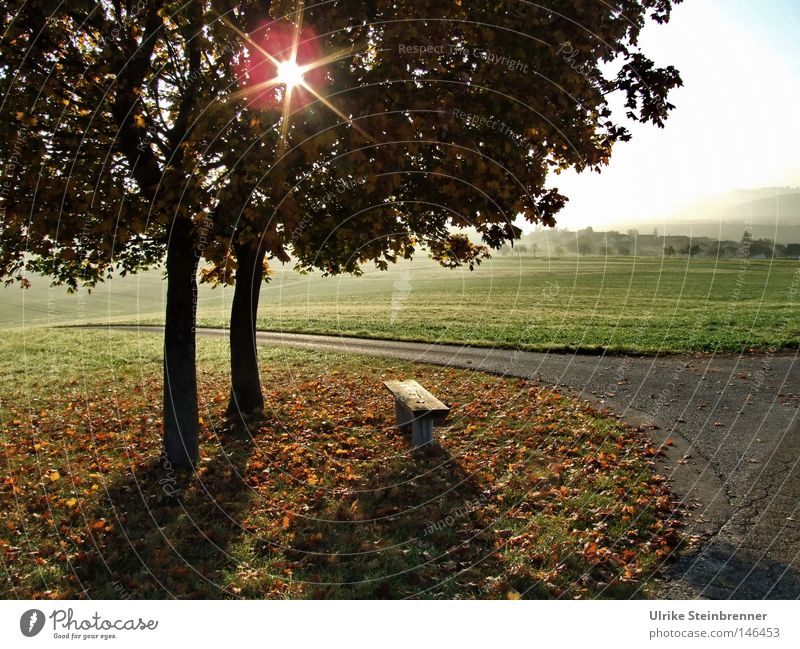 Star-shaped sun shines through a pair of trees in autumn Trip Sun 2 Human being Landscape Stars Autumn Fog flaked Meadow Field Lanes & trails To fall green