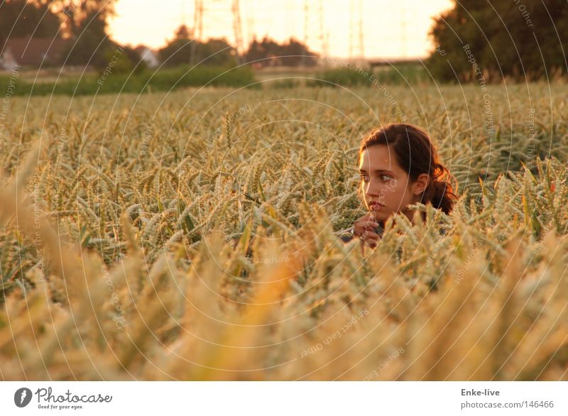 2. corn girl Cornfield Wheat Woman Beautiful Field Horizon Relaxation Dusk Loneliness Harmonious Contentment Timidity Hop Think Looking up Mysterious Silent