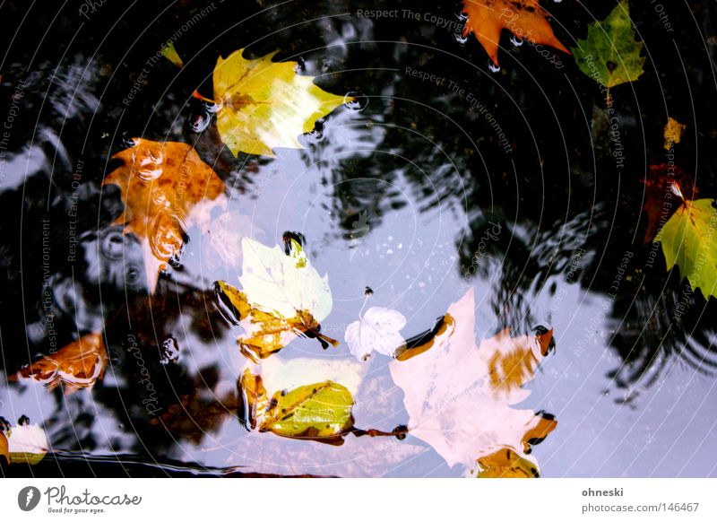 Fell into the water Multicoloured Reflection Water Drops of water Autumn Rain Leaf Street Brown Yellow Green Transience Puddle Circle