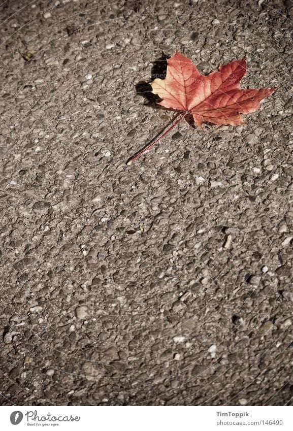 The Autumn Leaves (Street Version) Leaf Seasons Tree Tar Asphalt Lanes & trails Loneliness Dyeing Transience