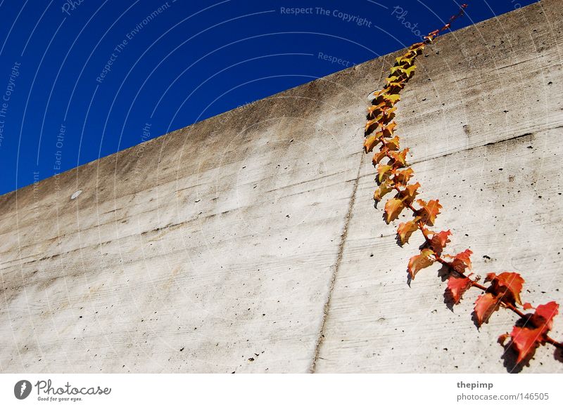 Skywards Tendril Red Green Plant Ivy Creeper Wall (barrier) Wall (building) Gray Concrete Blue Autumn Summer's day Climbing